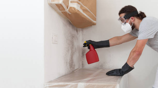 Basement Mold Remediation treatment on basement walls in Finksburg